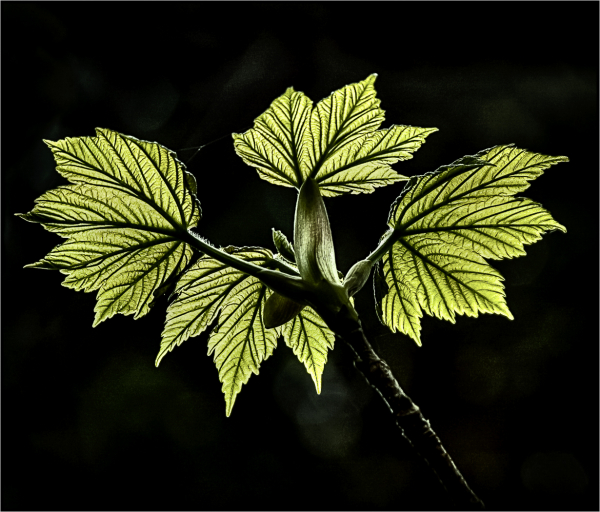 'Leaf Pattern' by Eric Ladbury, Long Eaton u3a